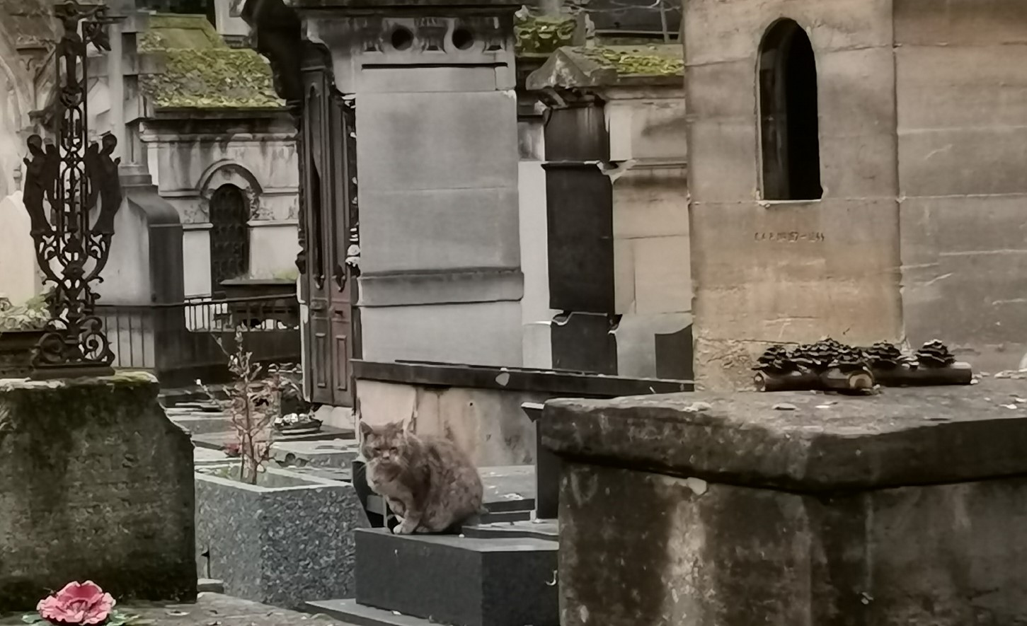 chat gris du cimetière de Montmartre