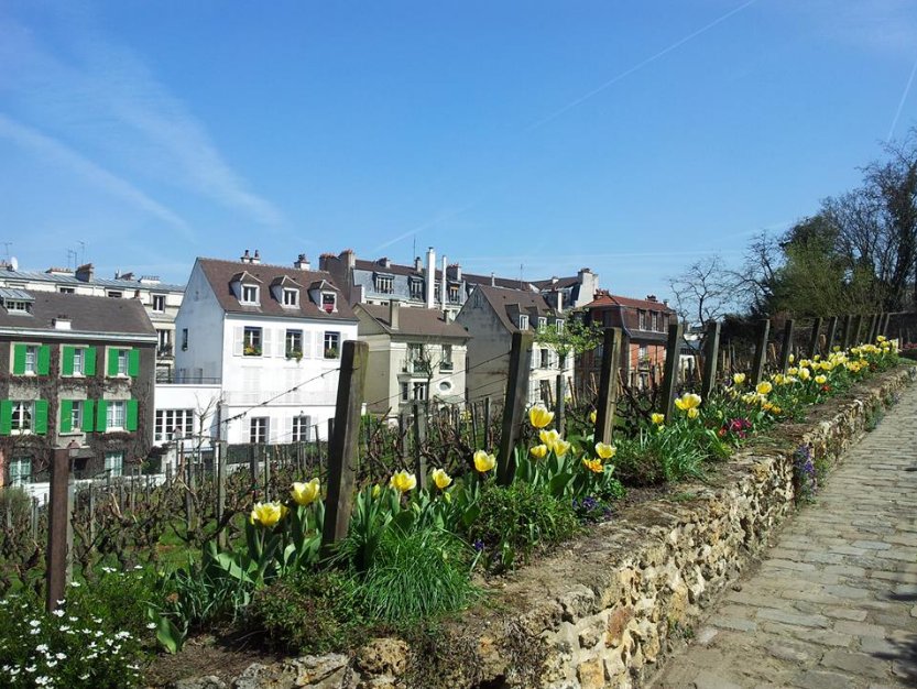 De wijngaarden van Montmartre